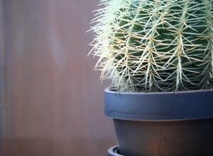Close-up of barrel cactus with white spines in terracotta pot, part of Brighton East courtyard garden design