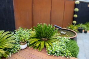 Circular water feature with spout surrounded by cycads and native plantings in modern Brighton East courtyard design