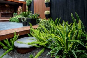 Modern courtyard garden with circular concrete water feature surrounded by succulents and spiky plants in Brighton East