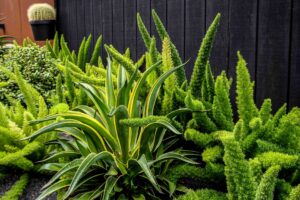 Foxtail agave and spider plant border against dark timber fence in Brighton East modern courtyard garden