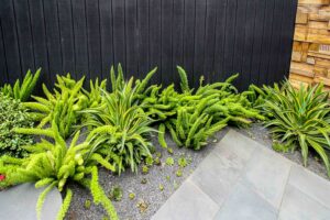 Green textural plants including spider plants and ferns against dark timber fence in Brighton East courtyard garden