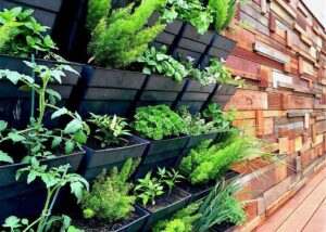 Black modular planter boxes mounted on timber wall growing herbs and vegetables in Brighton East courtyard garden