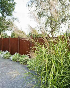 Ornamental grasses and agapanthus planted along rust-colored Corten steel fence with concrete paving in residential garden