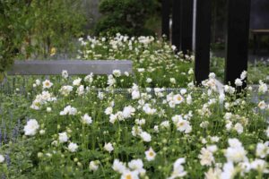 Mass planted white Japanese anemones creating flowing drifts around seating in award-winning Nagasaki garden design