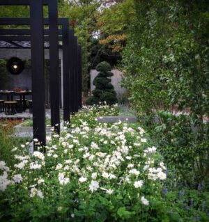 White cosmos flowers mass planted around black steel moon gate structure in award-winning Nagasaki show garden