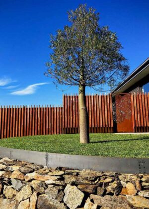 Dry stone retaining wall with bottle tree and corten steel fence screening in Buninyong modern native garden design