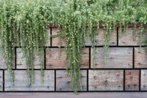Weathered timber privacy screen with trailing native plants cascading through gaps, Buninyong corner block residence