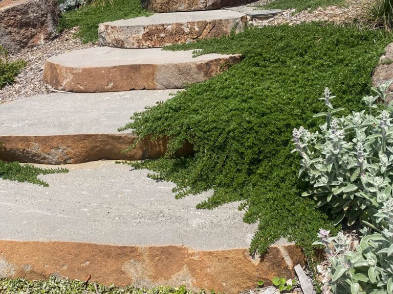 Large stone step transition between gravel path and planting beds at Gisborne residence.