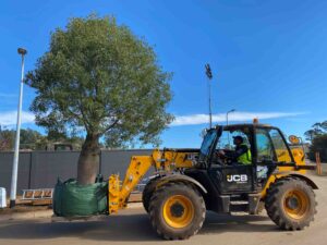 JCB telehandler positioning 25-year-old bottle tree during landscape construction at Daylesford House 5 on The Block