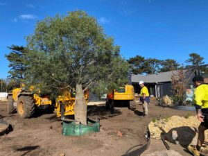 Large machinery transplanting mature bottle tree with workers in high-vis at Daylesford construction site