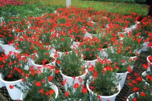 Rows of white pots containing red flowering plants with green foliage at award-winning Wattlebird Garden in Nagasaki