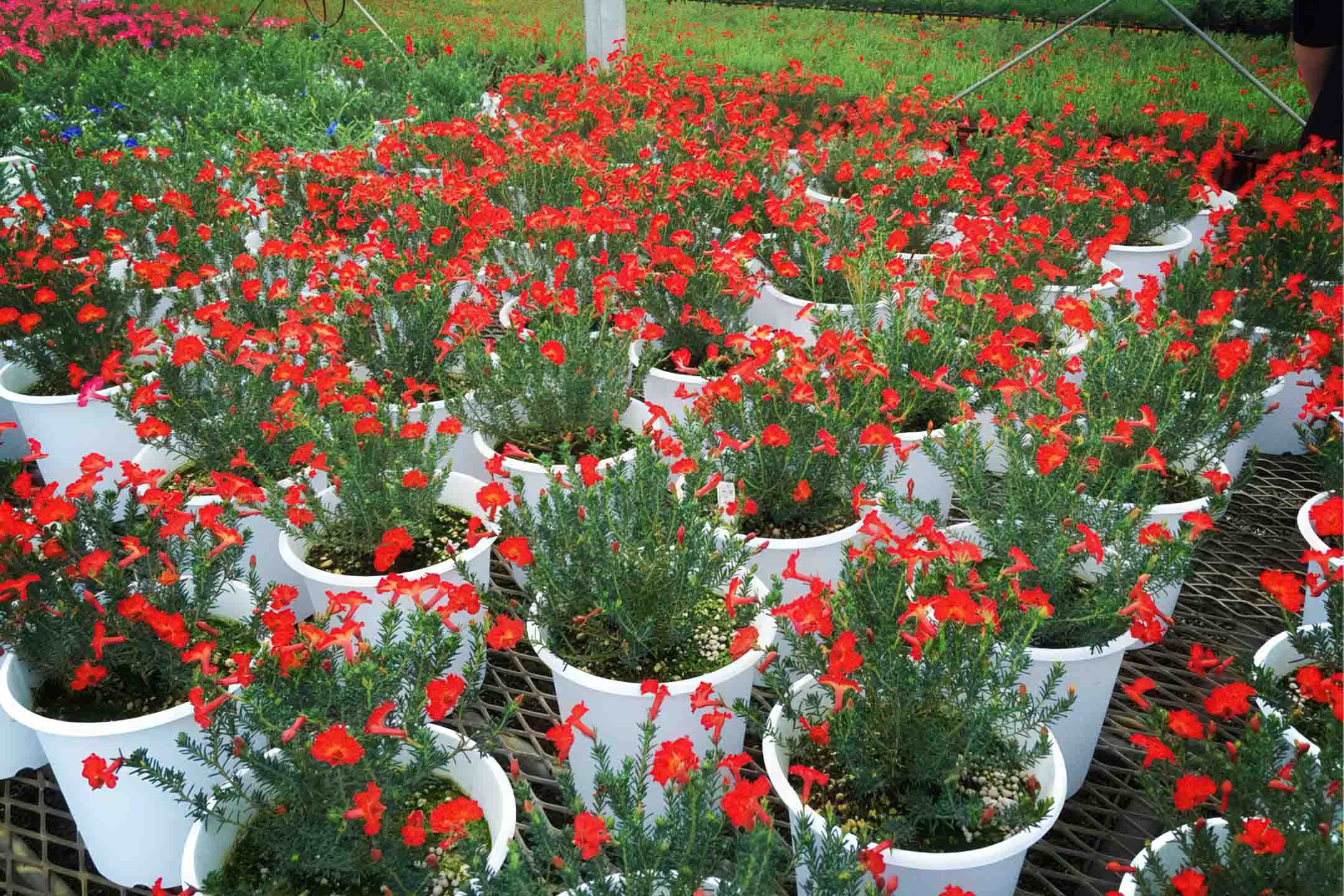 Rows of white pots containing red flowering plants with green foliage at award-winning Wattlebird Garden in Nagasaki