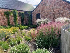 Dense cottage garden with pink flowering perennials, ornamental grasses and climbing plants against brick farm buildings