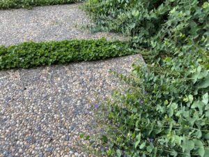 Curved exposed aggregate concrete driveway with native plantings and groundcover at Mount Buninyong country garden