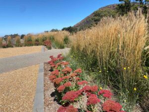 Tall native grasses with red sedum flowers and gravel paths at Mount Buninyong country garden in Victoria