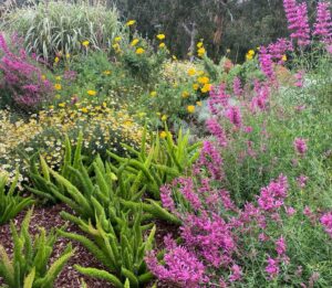 Purple heath flowers and yellow blooms with green succulent in native Australian garden at Mount Buninyong country estate