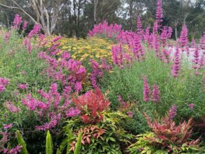 Pink flowering native plants and wildflowers creating a colourful meadow display in Mount Buninyong country garden