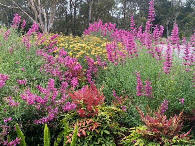 Pink flowering native plants and wildflowers creating a colourful meadow display in Mount Buninyong country garden