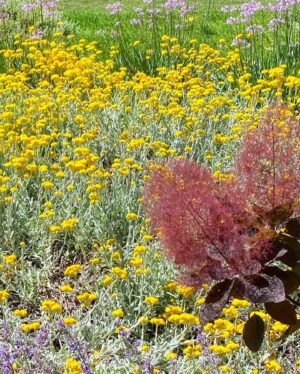 Dense yellow wildflowers with burgundy foliage and purple blooms in background at Mount Buninyong country estate garden