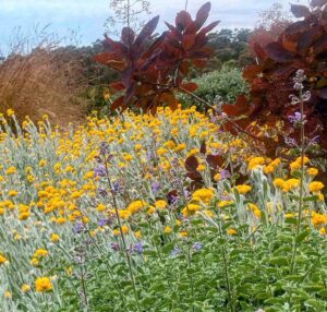 Dense mass planting of yellow Billy Buttons and purple native flowers with burgundy foliage backdrop in Mount Buninyong garden