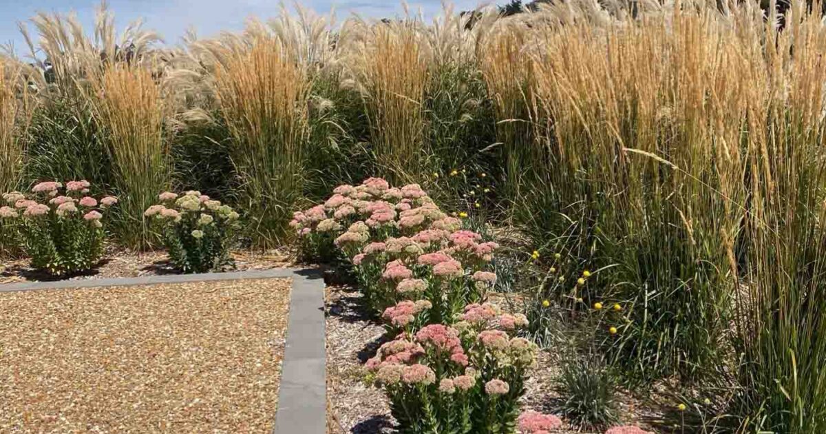 Golden ornamental grasses and pink flowering plants in drought-tolerant garden design at Mount Buninyong country estate