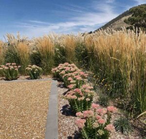 Golden ornamental grasses and pink flowering plants in drought-tolerant garden design at Mount Buninyong country estate