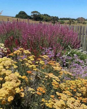 Colourful native wildflower meadow with yellow achillea and purple blooms at Mount Buninyong country estate garden