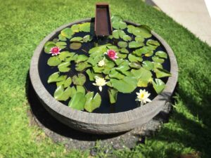 Circular concrete pond with white and pink water lilies, lily pads, and central fountain feature on manicured lawn