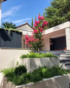 Multi-level concrete planters with established pink flowering tree and mixed plantings in contemporary residential courtyard