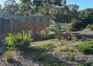 Modern courtyard garden with brick privacy walls, native plantings, and gravel pathways under clear blue sky