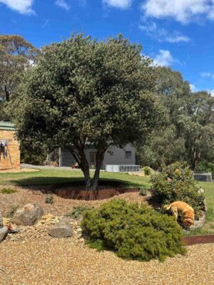 Large established tree surrounded by circular corten steel edging with native plantings and gravel mulch in residential garden