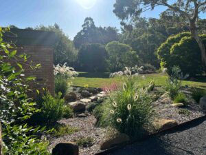 Native ornamental grasses with feathery seed heads planted in gravel mulch beside brick wall and lawn area