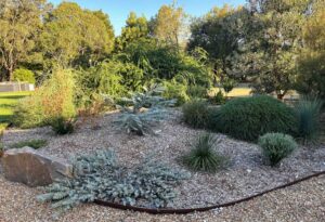 Xeriscape garden featuring native grasses, succulents and spiky plants arranged in gravel mulch with curved edging